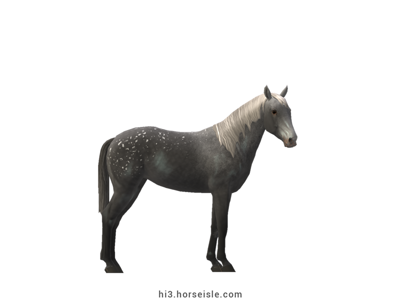 Grey Spotted Sport Horse Snowflake Grey Coat